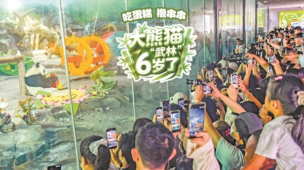 吃蛋糕 撸串串 大熊猫“武林”6岁了