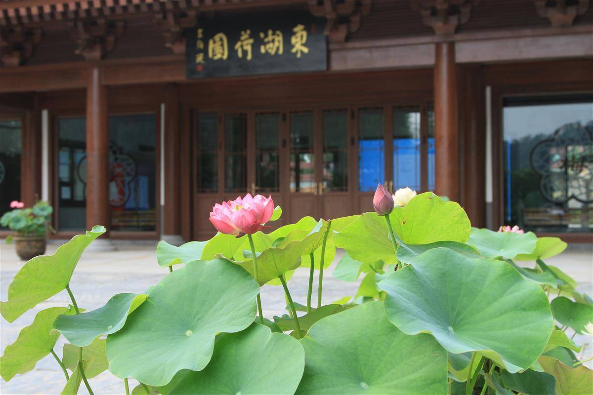 6月6日开园 东湖荷园500个珍稀荷花种类等你来品鉴