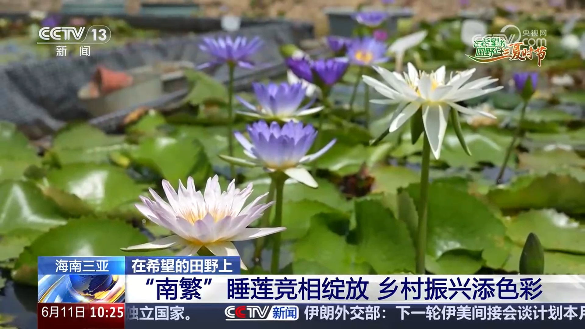 “南繁”睡莲竞相开放 村庄复兴添颜色
