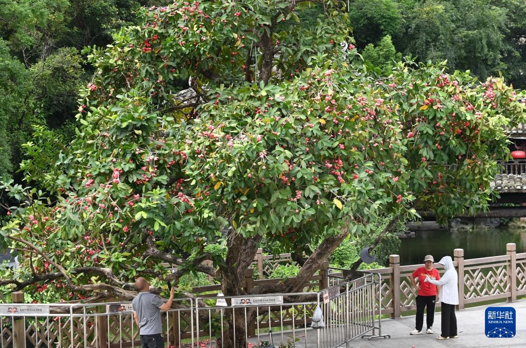 Nanning，广西：路上的树木的香气