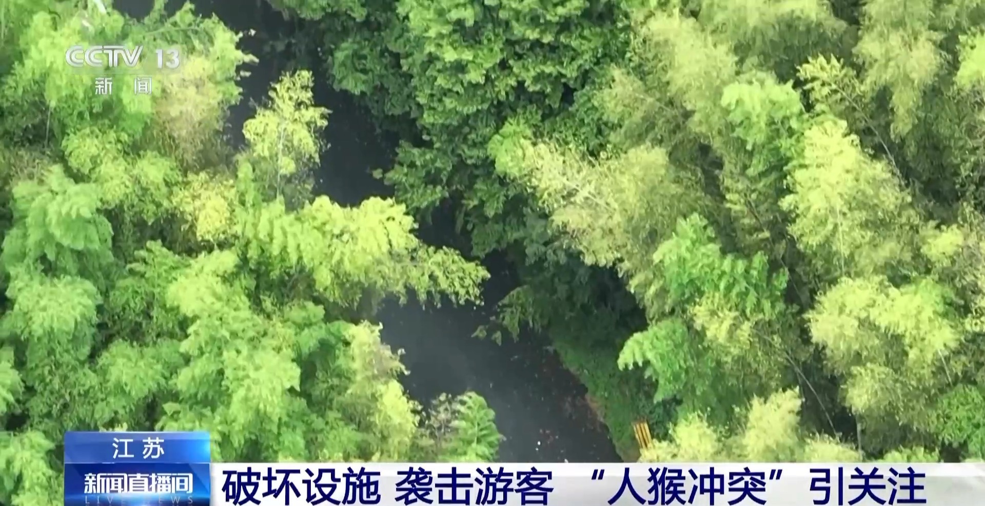 江苏一景区“月均6万元收编泼猴”引重视 “人猴抵触”怎么处理？