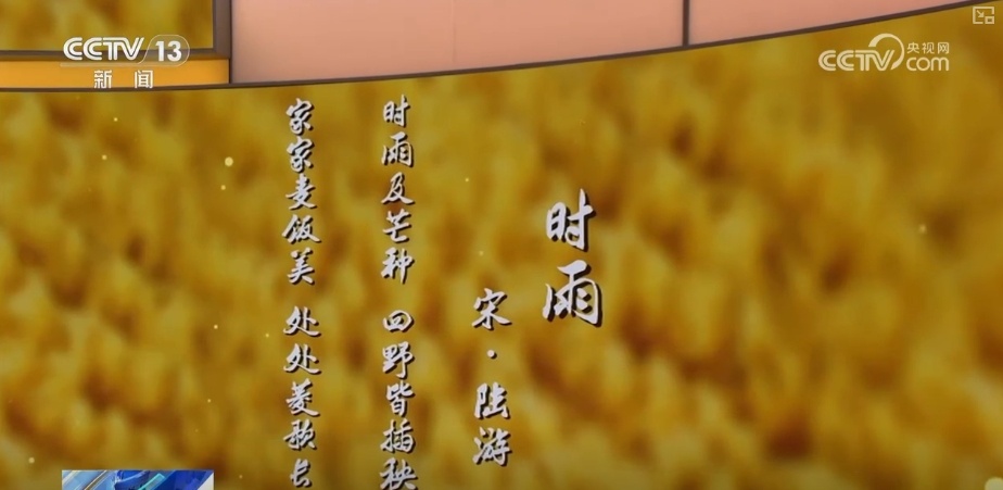 风将小麦爆炸到海浪中，等待米饭花的香气