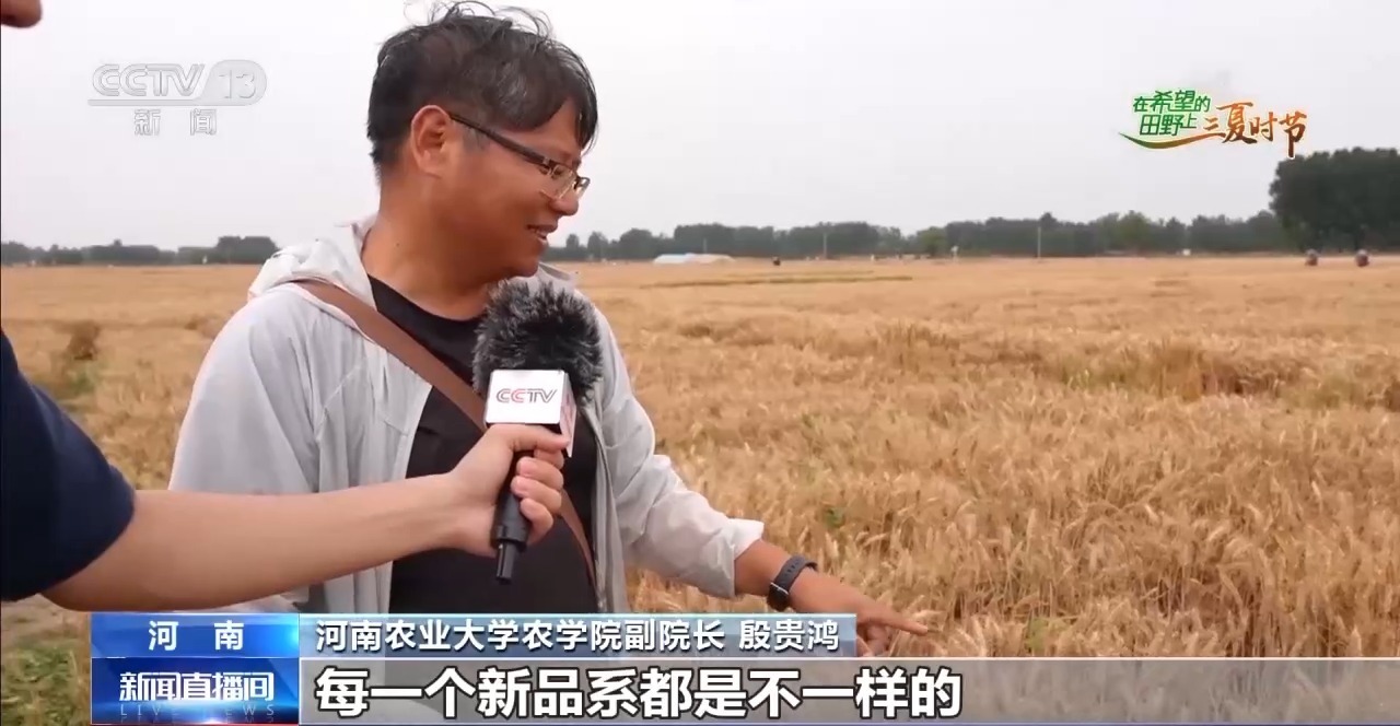 小麦田间“选秀”、蚕房变“流水线”……三夏收获正在进行(图4)