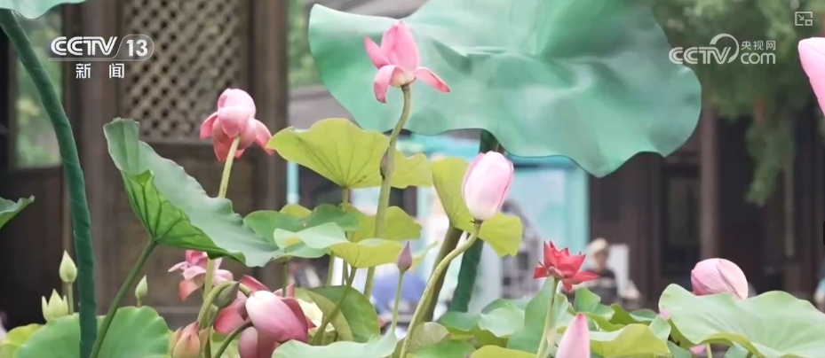 使用鲜花作为媒体包括“美丽的视图 +技术 +新替