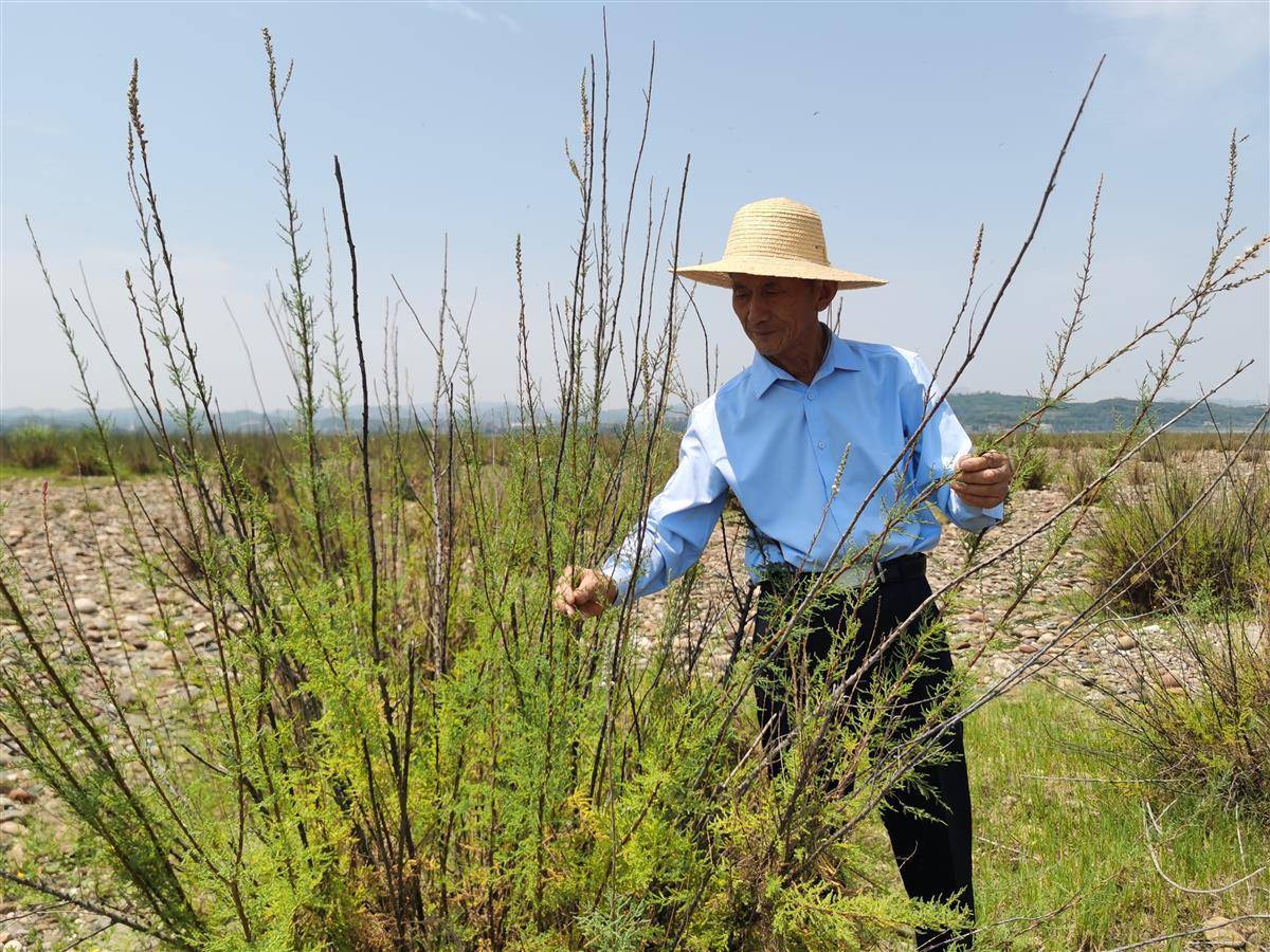 “根爷爷”17年看护“植物大熊猫”   托起长江流域最大疏花水柏枝群落