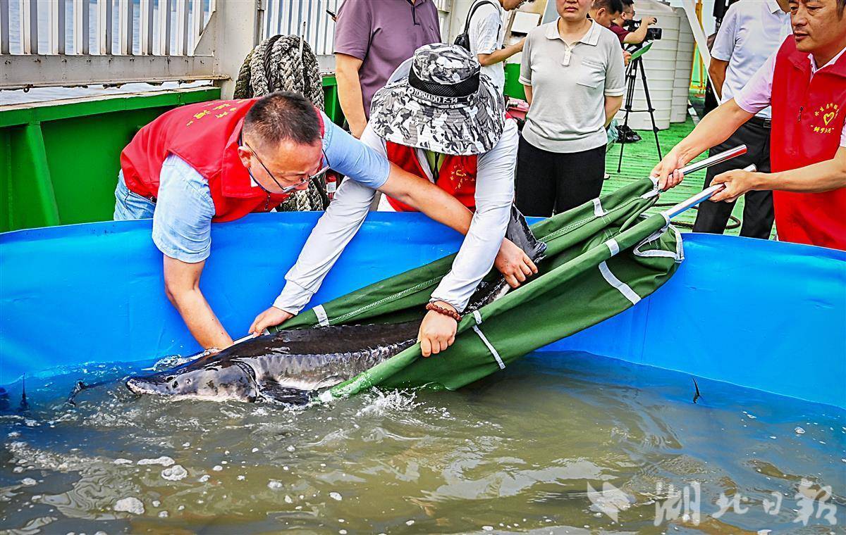 全国放鱼日 武汉放流万余尾中华鲟