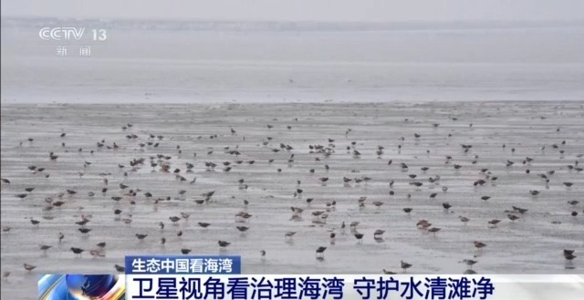 守护蔚蓝 “陆海联动”的系统治理如何让海湾重获新生？(图8)