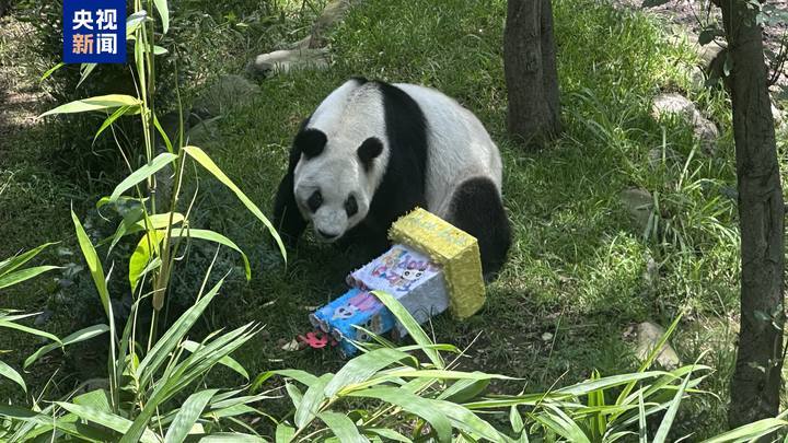 最长的巨型熊猫“ xinxin”在墨西哥城庆祝其35岁