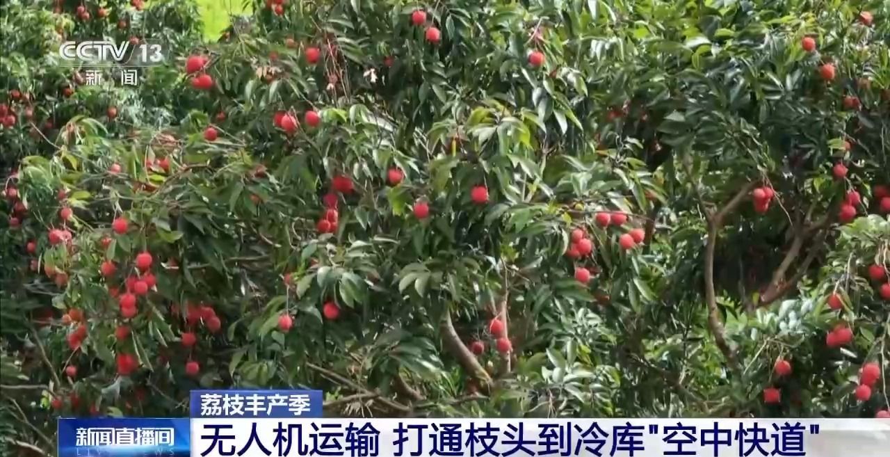 从岭南枝头到全球餐桌 广东荔枝解锁“四季鲜”暗码→