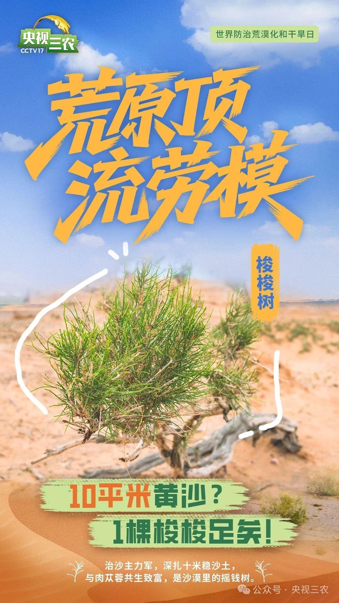 原来是这些植物在替我扛风沙→