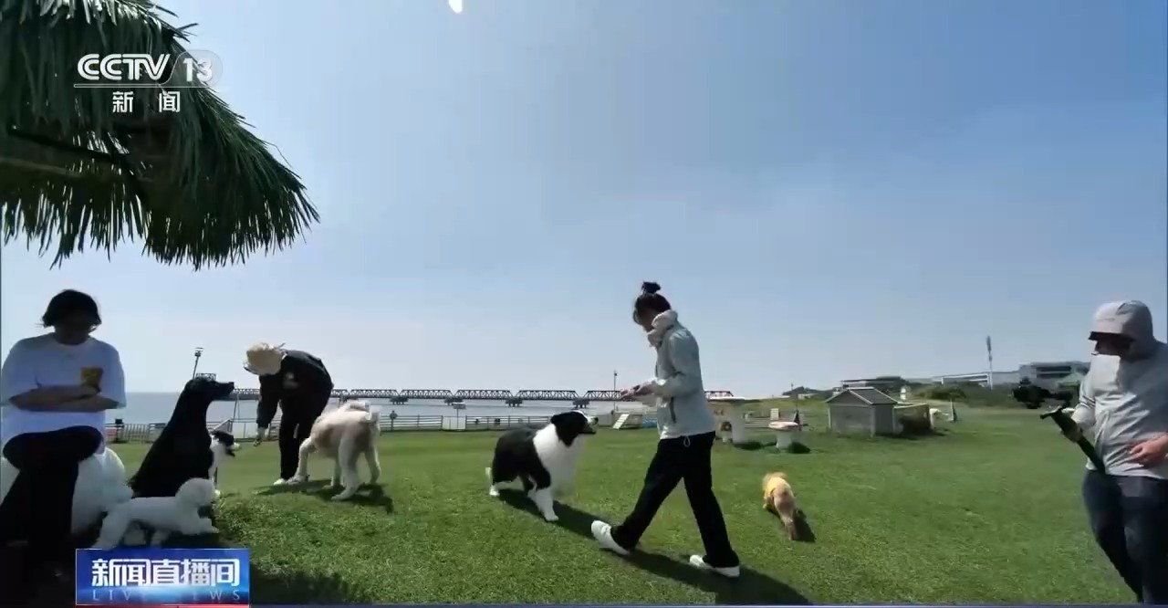 专注于学生的pambu，对狗的巨大