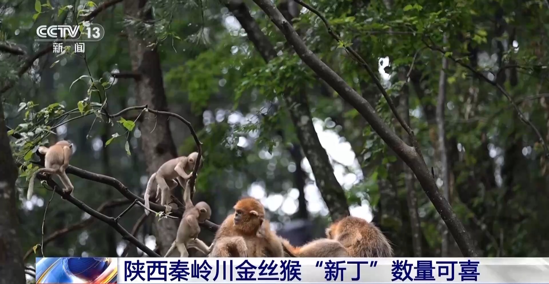 砍木路变“鹊桥” 种树20年康复秦岭川金丝猴栖息地原始地图