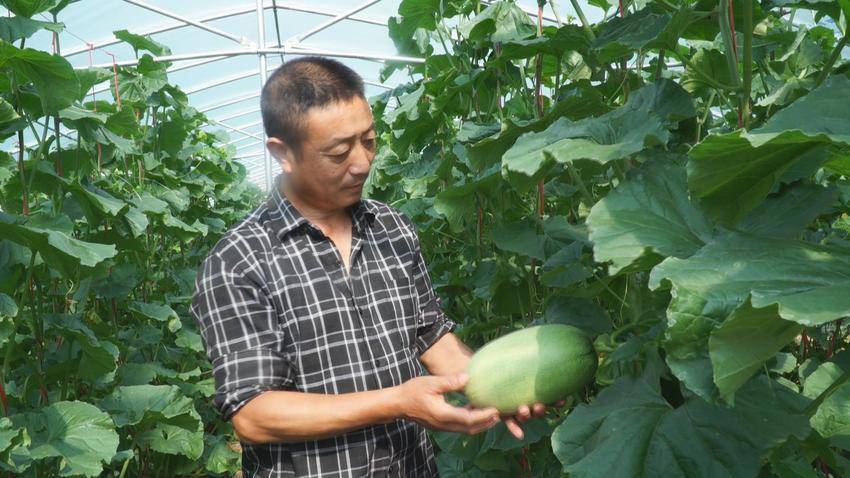 鹤峰：小小哈密瓜种出村庄“甜美梦”