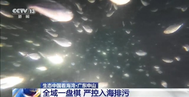 守护蔚蓝 “陆海联动”的系统治理如何让海湾重获新生？(图11)