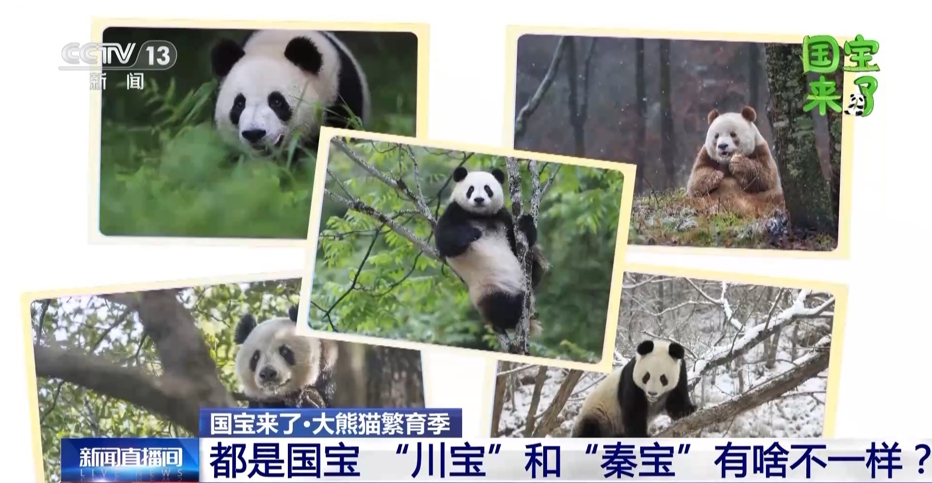 都是国宝是非团子 “川宝”和“秦宝”有啥不一样？