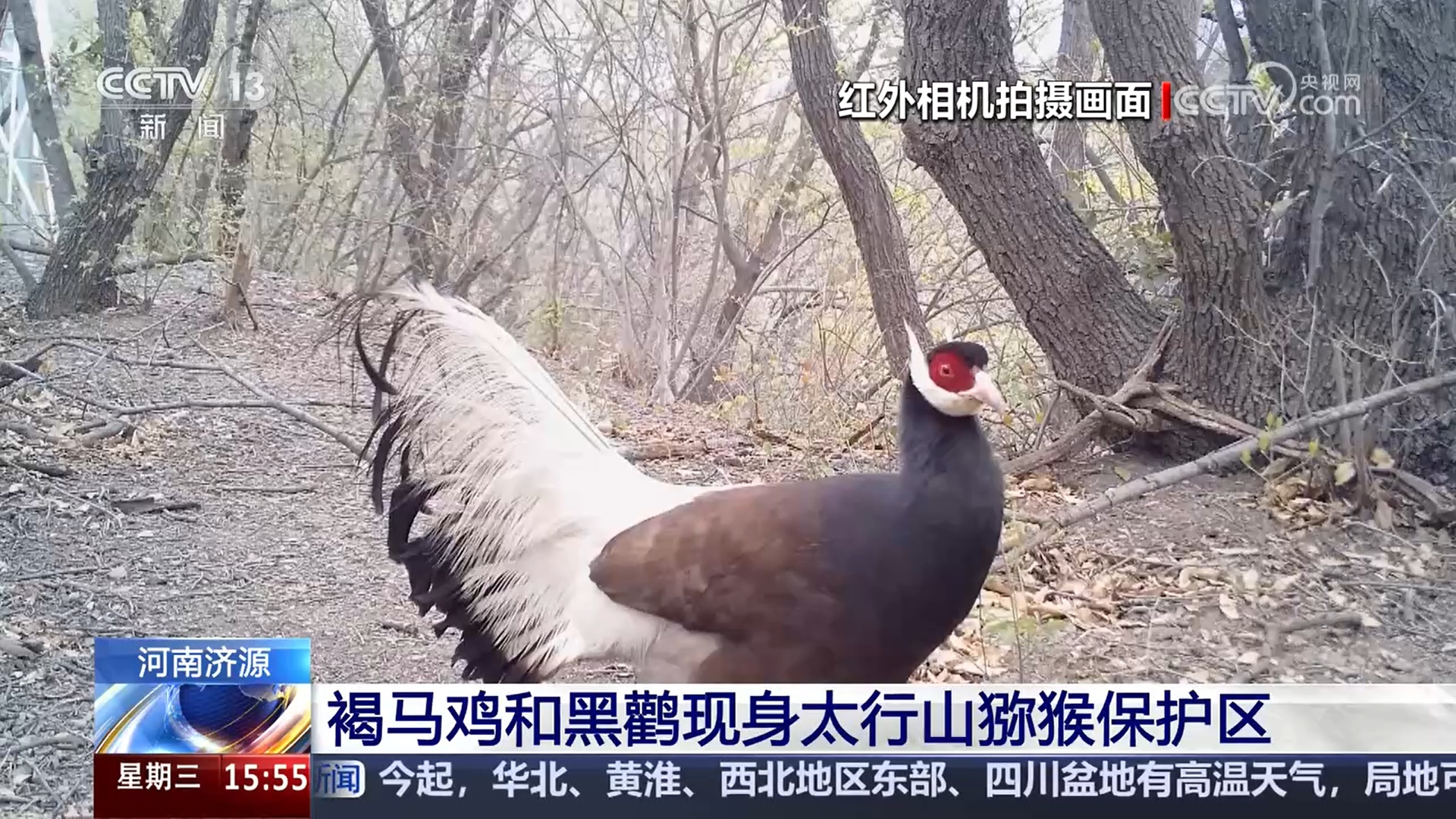 生态改进生物多样性更丰厚 珍稀鸟类频呈现 美丽我国画卷多姿多彩