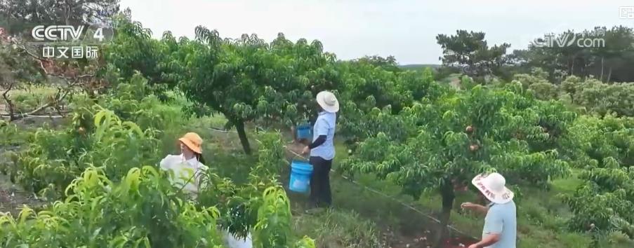 小生果撬动富民大工业 特征农业绘就村庄复兴新画卷