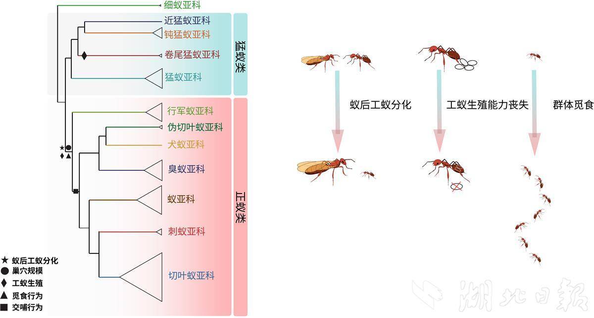 “牢房”很受欢迎！蚂蚁来自大约1.57亿年前的最