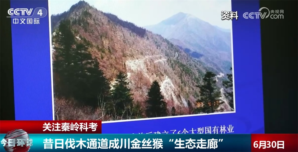 四川金猴已经建立了“家庭注册文件”，老虎和