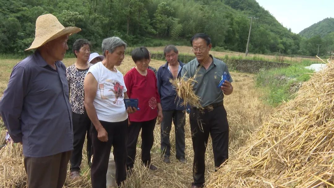 Yunyang区：稻草返回田野的“负担”变成“财富”