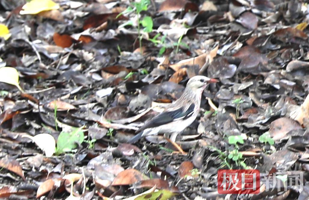 丝光椋鸟现身竹山堵河青年林  生态之美再添灵动音符