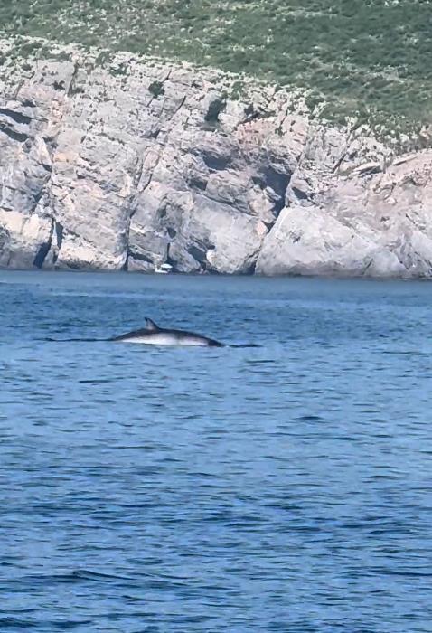 大连一男人海钓发现鲸鱼浮出水面，专家：近海呈现鲸鱼是正常现象，或是在追逐鱼群