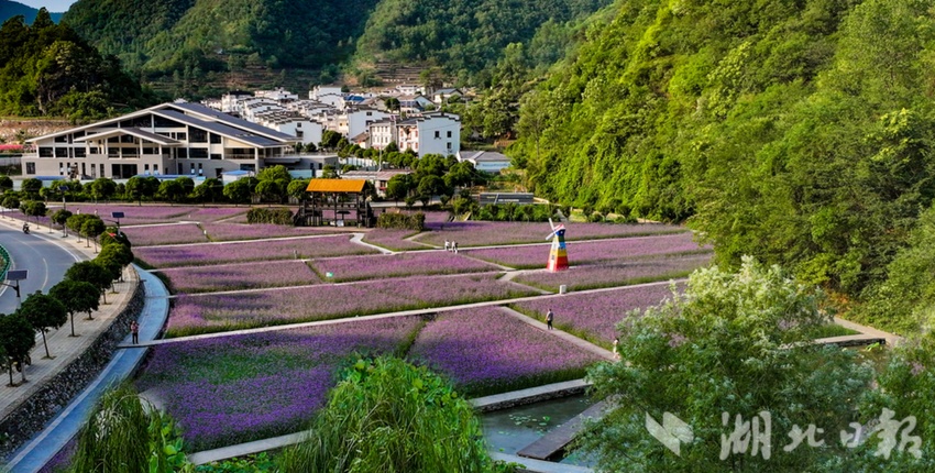 绝对是“紫色”！来云西县参加“莫奈花园”浪