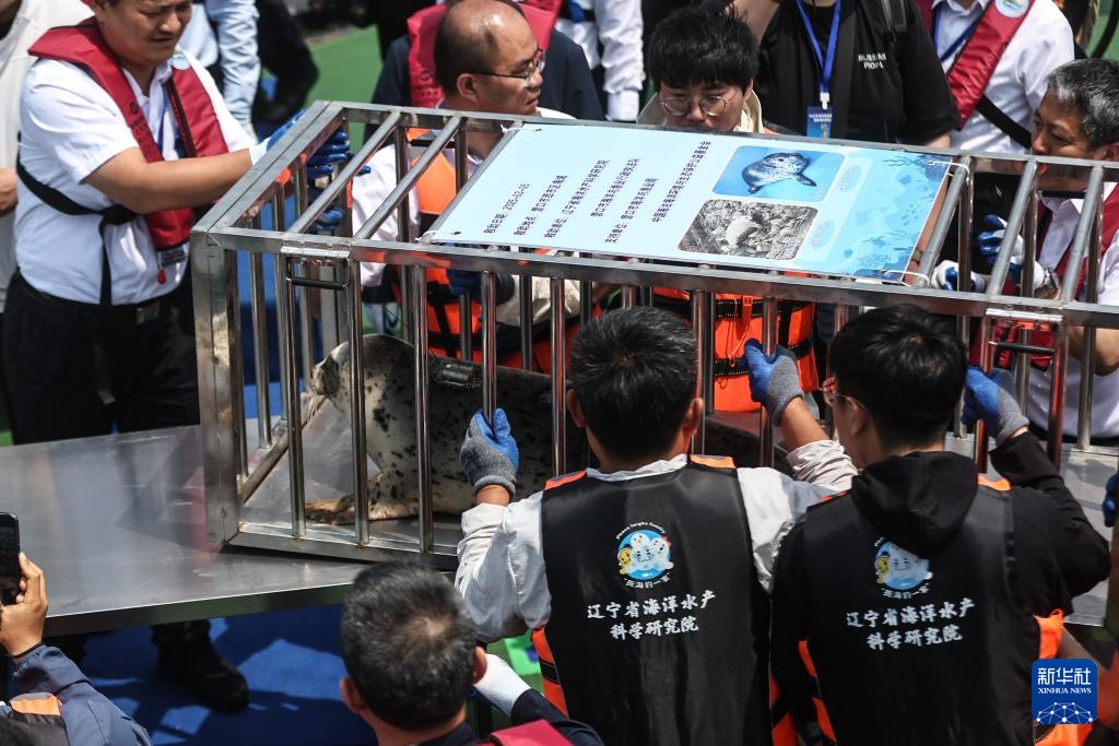 西太平洋海豹在海中释放