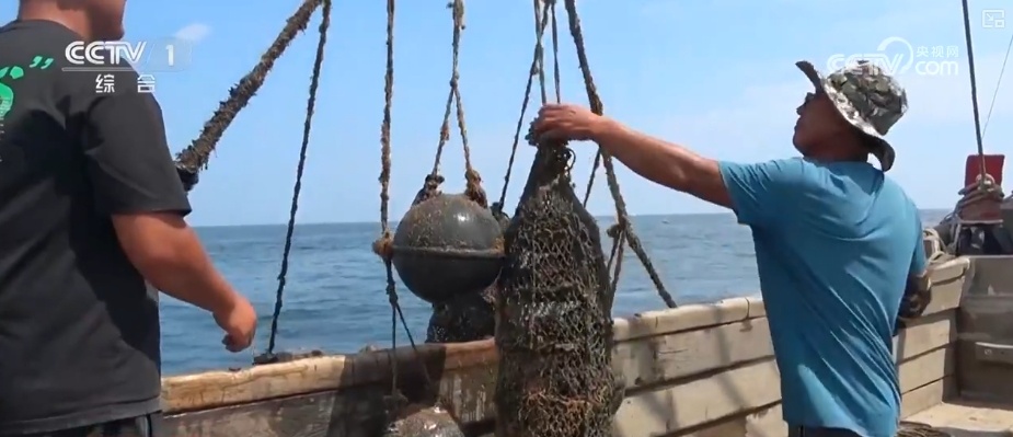 海洋生态保护朝着“智力