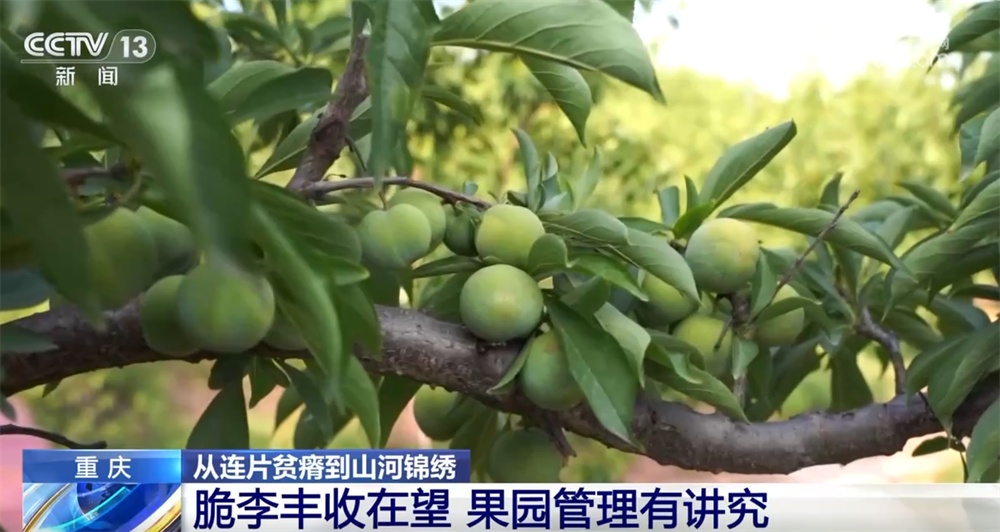 “小水果”使用“大工业”来致富。 Wushan Crisp李