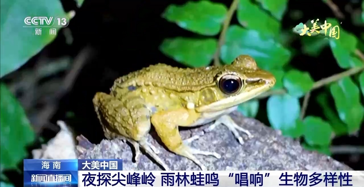 晚上访问江恩，在雨林“唱”生物多样性的青蛙