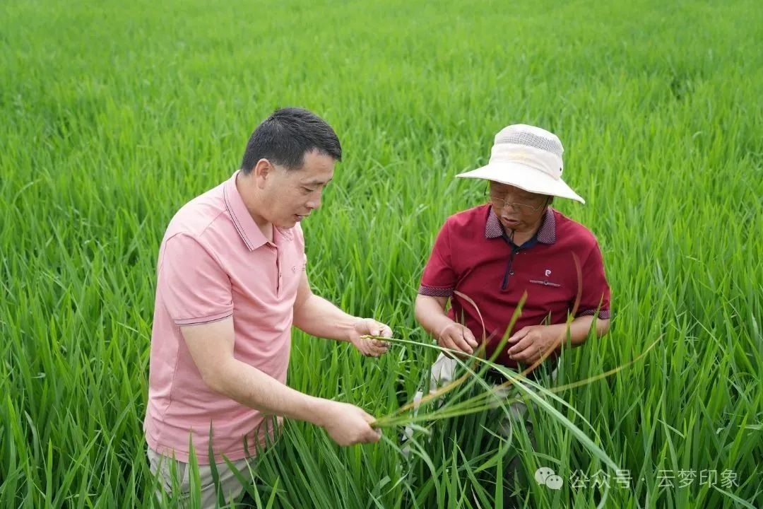 云梦：科技赋能现代农业 才智田管助粮稳产