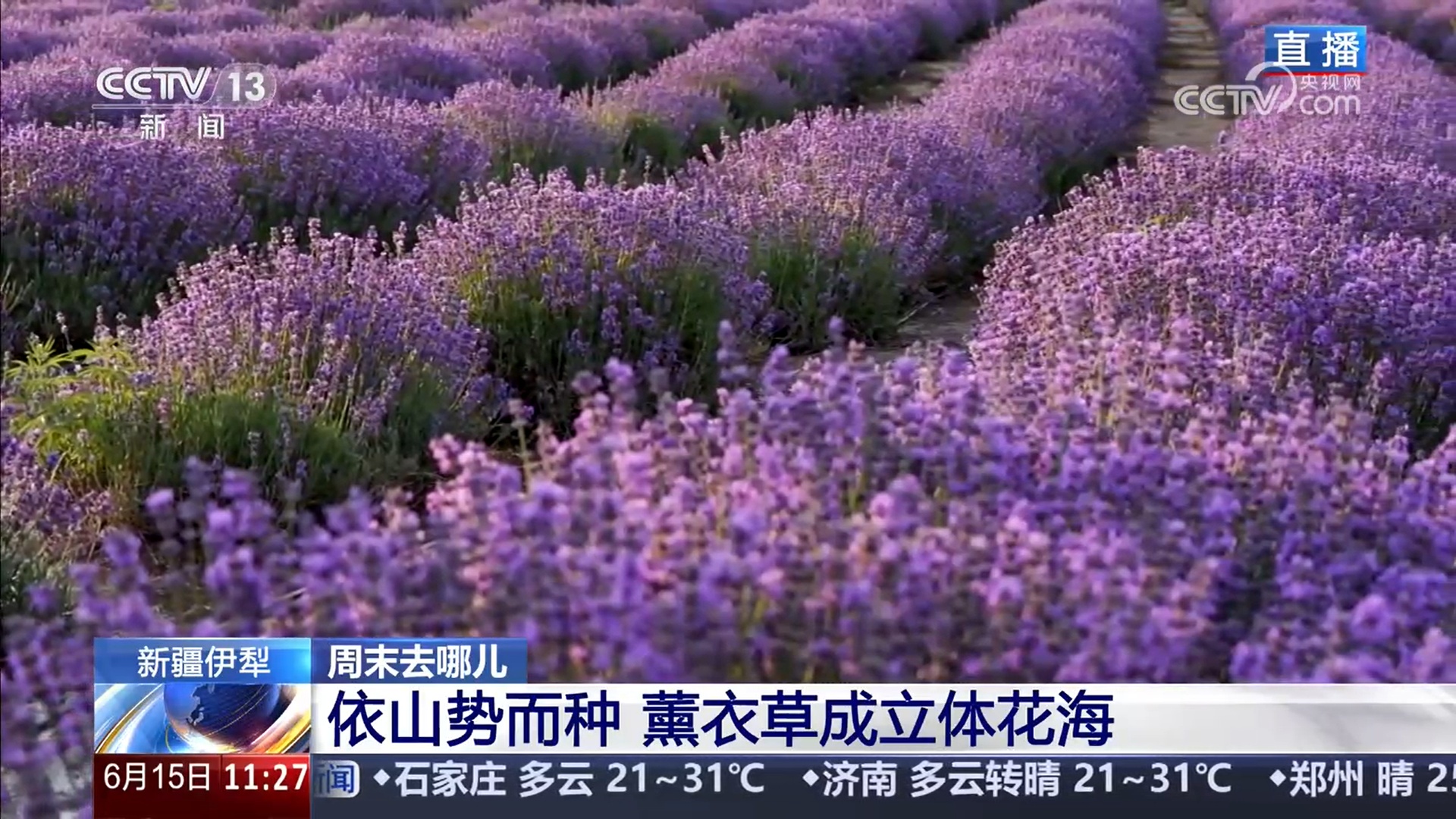 新疆伊犁5万亩薰衣草怒放 栽培、加工、文旅三产交融带动当地居民增收