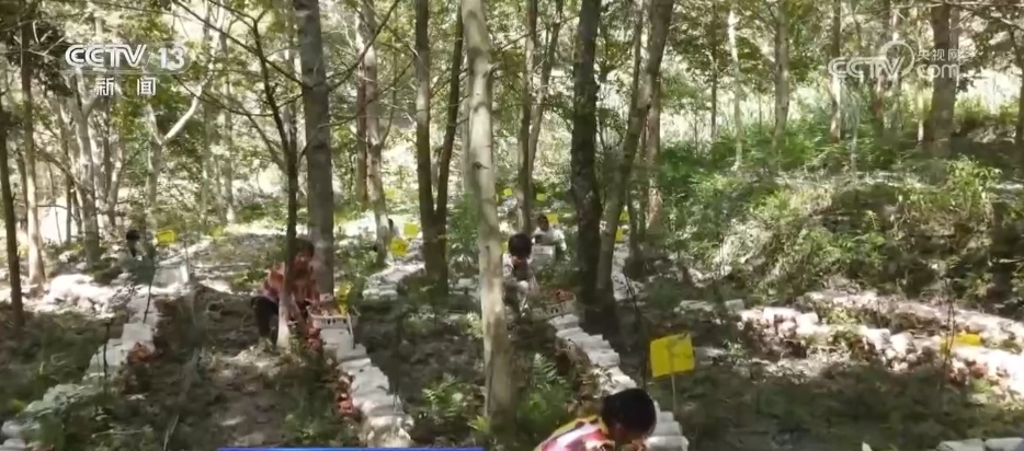 “黄金中的绿色”和“森林+”模型为乡村的乡村