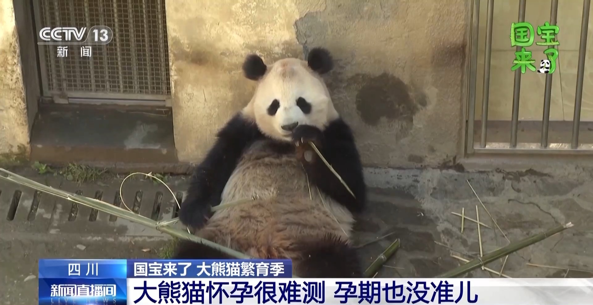 从软糯团子到孕妇 大熊猫孕期为什么是个谜？