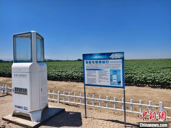 Xinjiang cotton finds new path in global markets: advancing from raw material to high
