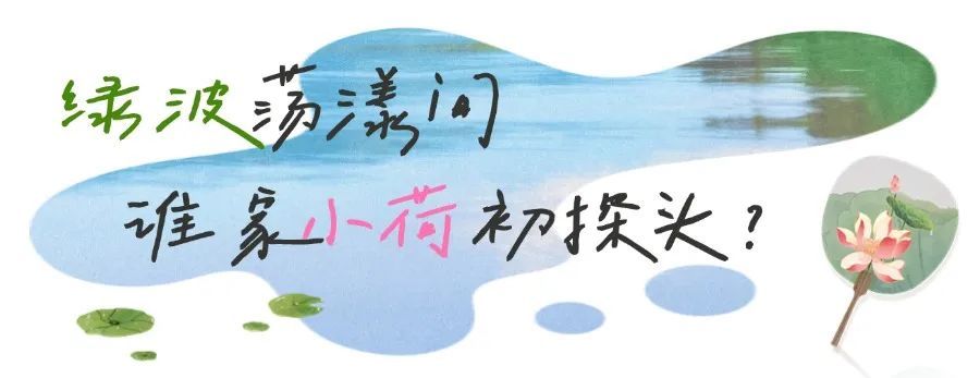 华容蒲团：荷花小镇“荷”你浪漫有约
