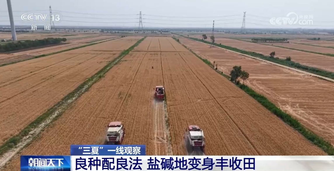 良种配良法 盐碱地变身丰盈田