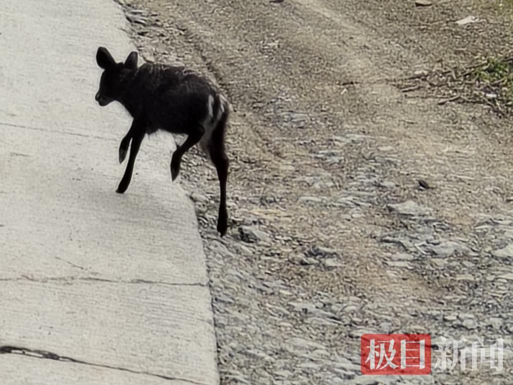 珍稀毛冠鹿频现，见证自然生态之美