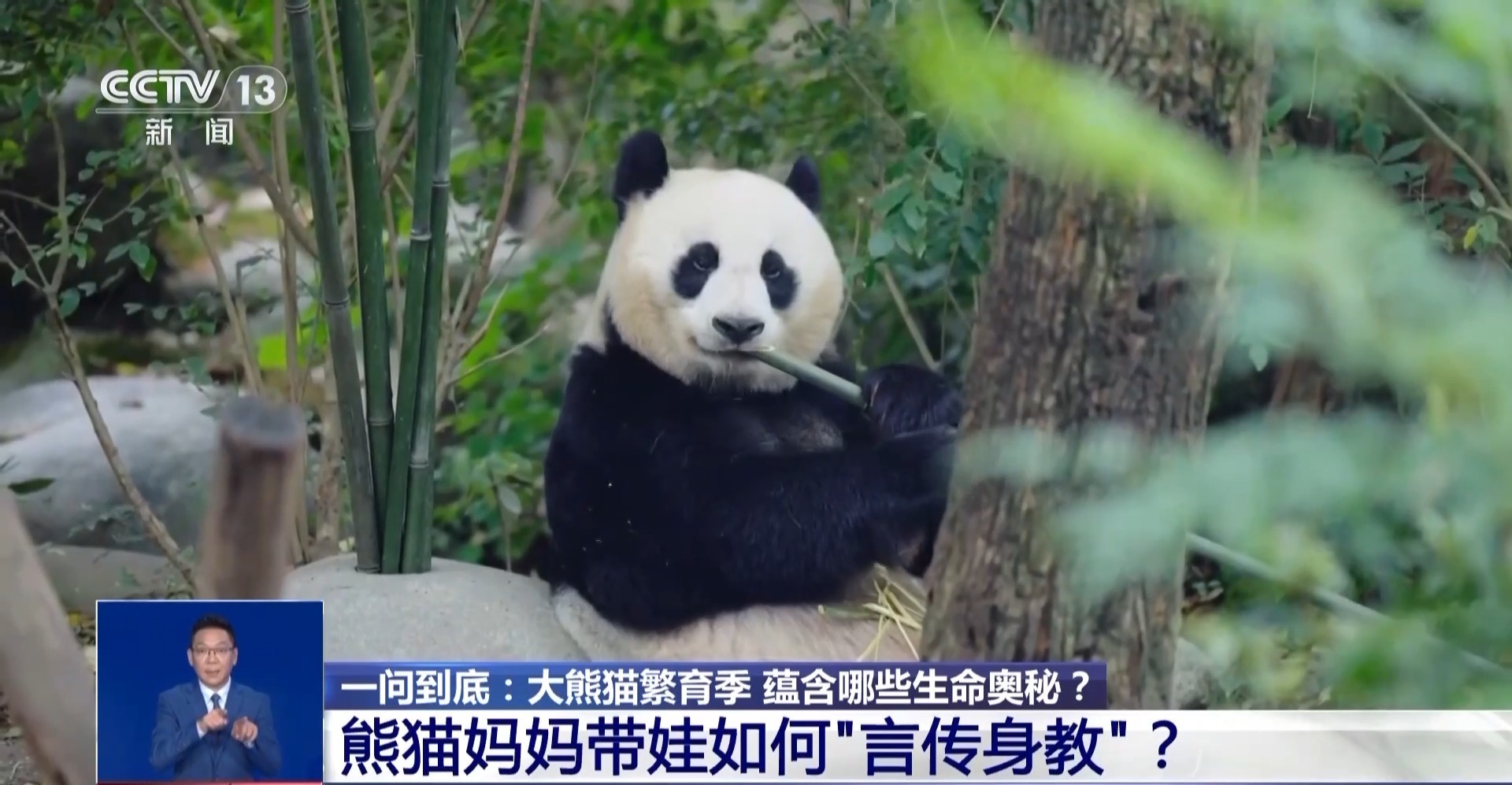 一问究竟丨大熊猫繁育季 包含哪些生命奥妙？