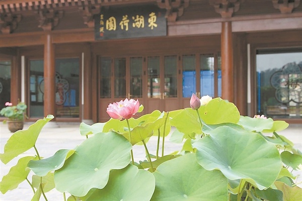 早荷悄然开放  游客可赏夏天荷韵 东湖荷园开园迎客摆开赏荷前奏