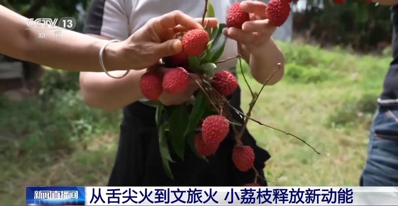 边看“荔枝”边吃荔枝 小小荔枝怎么炽热出圈