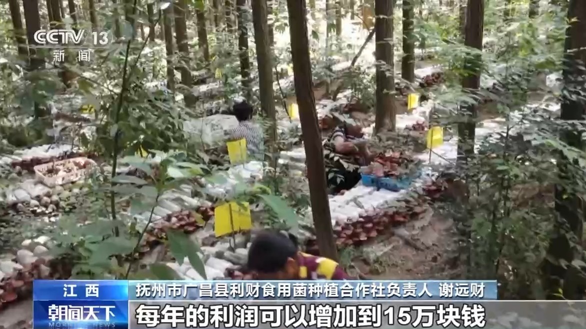 真正的“森林系统种植”！森林不仅可以种植农