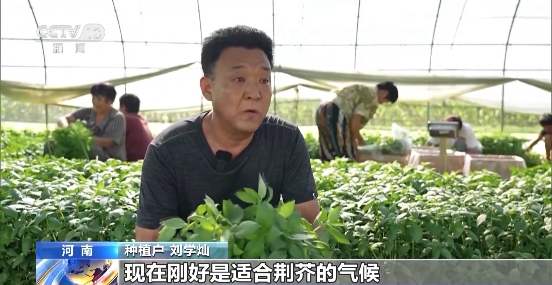 全国避暑美食大赏：荆芥、折耳根、酿菜……你pick哪一味？