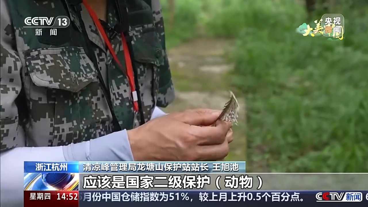 与山林为伴 这儿有份呦呦鹿鸣山涧中的“守山”日记