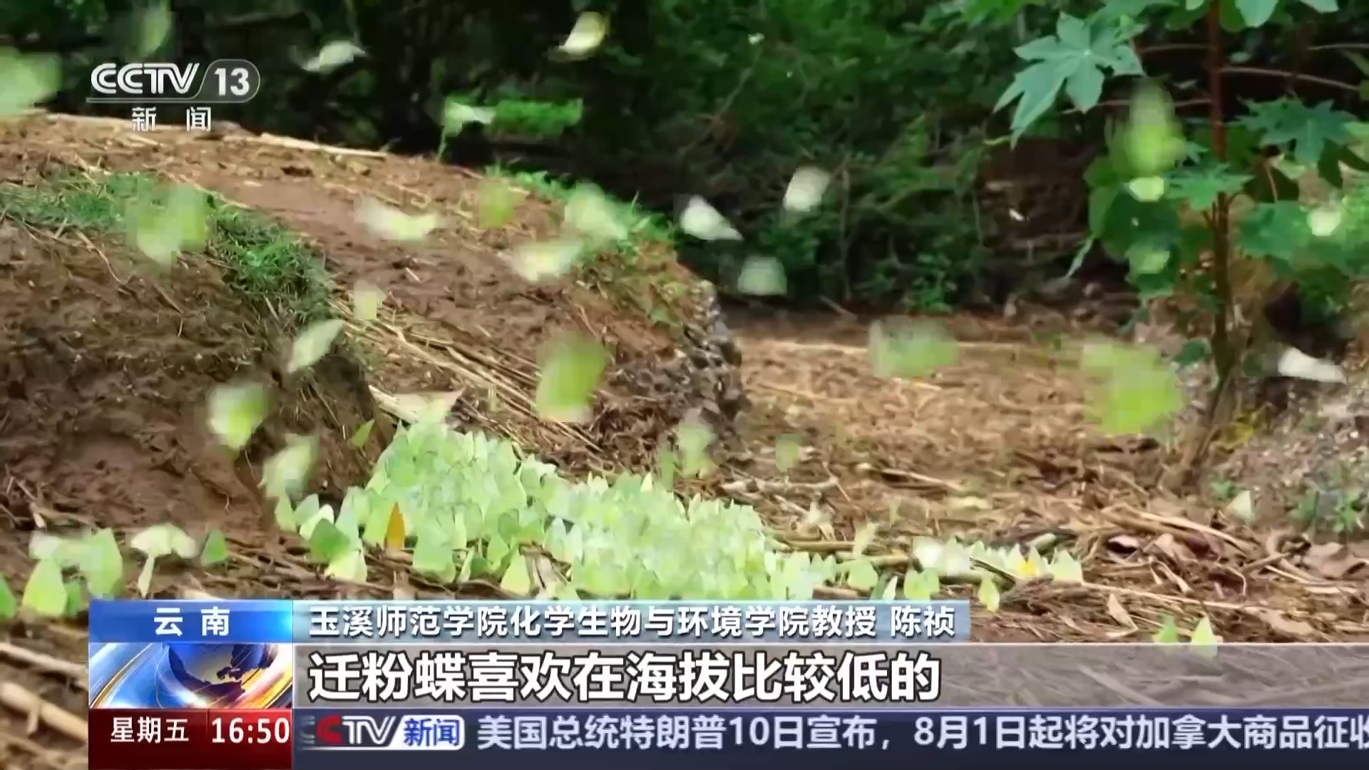 探秘“蝴蝶谷”小翅膀撬动生态经济大产业(图2)