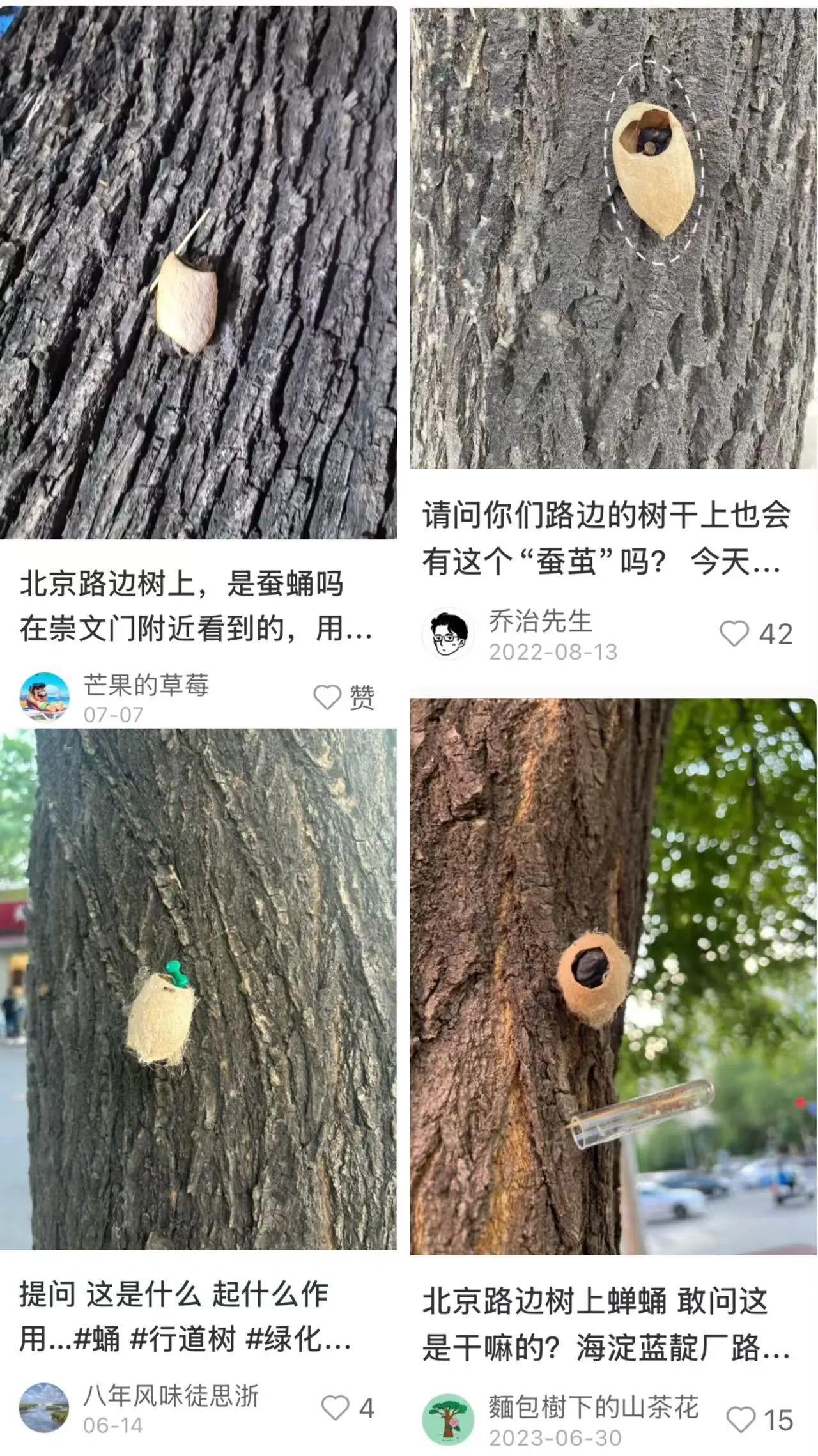 在北京路旁边看到这种黑色的蛹千万别动 网友：有“编制”