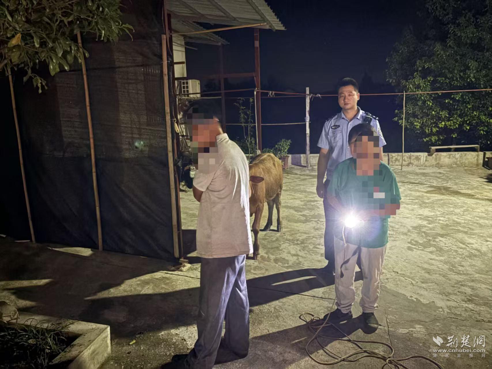 深夜“追捕”两小时 民警找回“逃跑”的牛犊
