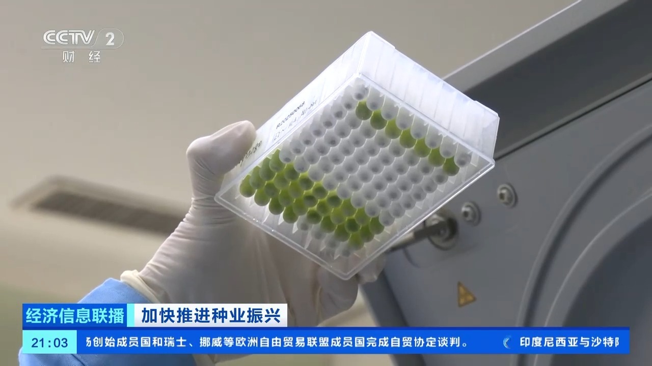 我国口粮种类自主率到达100% 粮食作物良种根本完成全掩盖