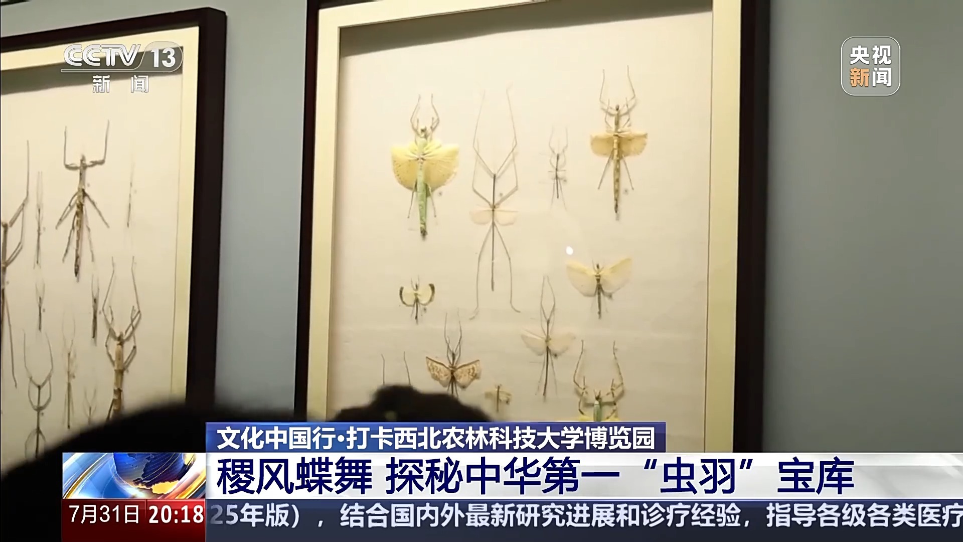 文化中国之旅丨藏在大学和大学中的“昆虫羽毛